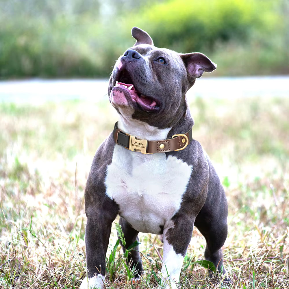 American Staffordshire Terrier portant un collier personnalisé noir avec boucle dorée gravée prénom et numéro de téléphone, en extérieur dans l'herbe