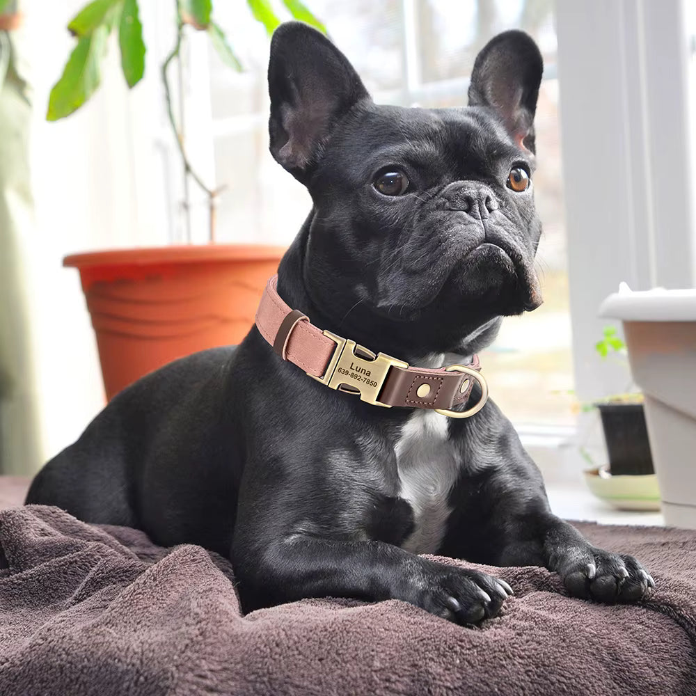 Bulldog Français noir portant un collier personnalisé rose poudré avec boucle dorée gravée prénom et numéro de téléphone, allongé sur son panier