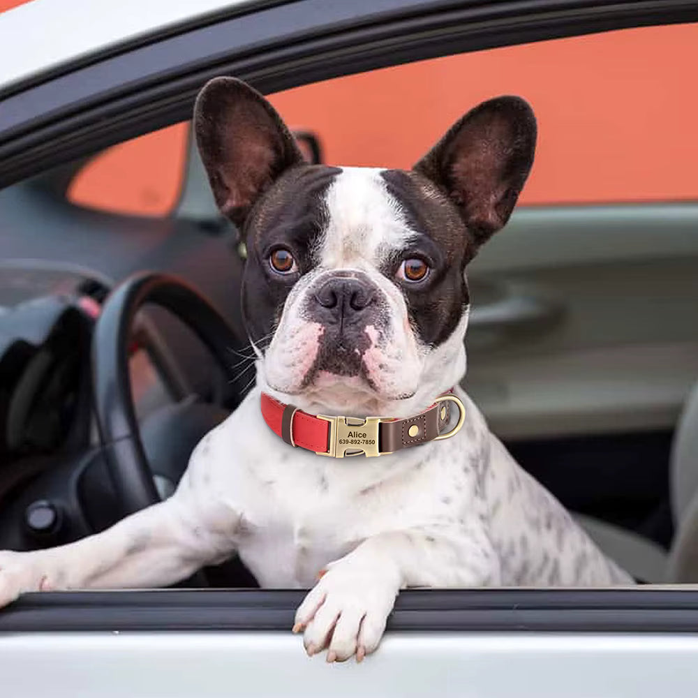 Bulldog Français portant un collier personnalisé rouge avec boucle dorée gravée prénom et numéro de téléphone, la tête à la fenêtre d'une voiture