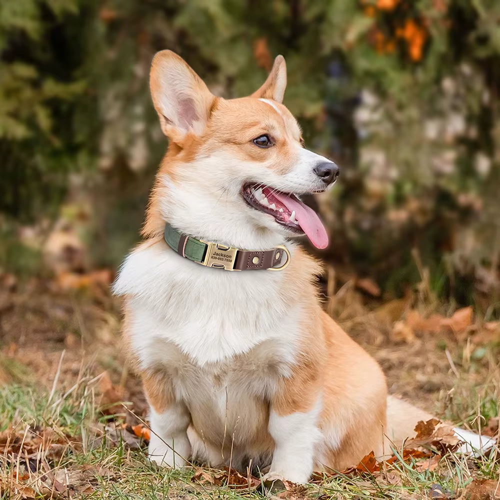 Corgi portant un collier personnalisé vert kaki avec boucle dorée gravée prénom et numéro de téléphone, assis en extérieur en automne