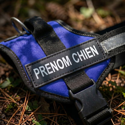 Gros plan sur le patch prénom réfléchissant d'un harnais chien personnalisé bleu et noir posé en extérieur, avec boucle de sécurité et anneau de laisse