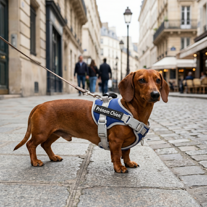 Teckel portant un harnais personnalisé bleu marine et blanc avec prénom en balade en ville, tenu en laisse dans une rue pavée